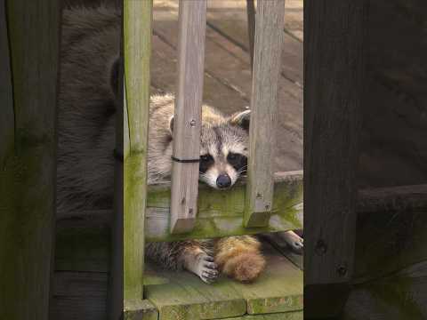 #raccoon #funnyanimals #gardening #foodcoma #toronto #wildlife