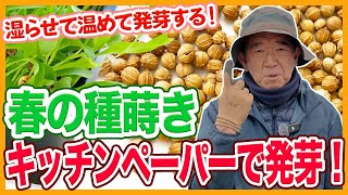 家庭菜園や農園の野菜栽培で種蒔きはキッチンペーパーで成功する！芽出しのコツと野菜の育て方！【農家直伝】