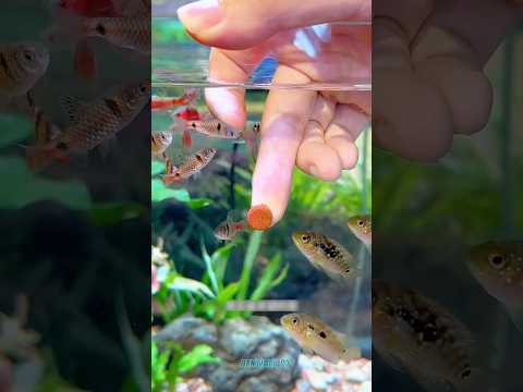 Unique Way To Feed Fish For Better Growth!