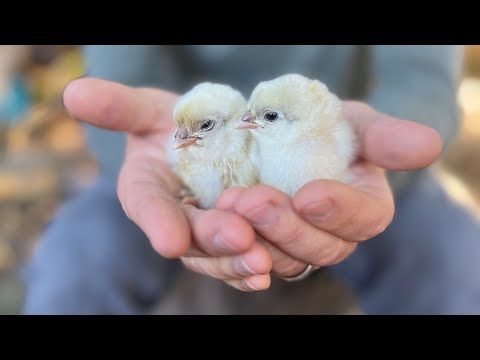 Gender ID of chicks