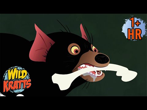 Wild Kratts Save the Tasmanian Devils! | Full Episodes | Wild Kratts | 9 Story Kids