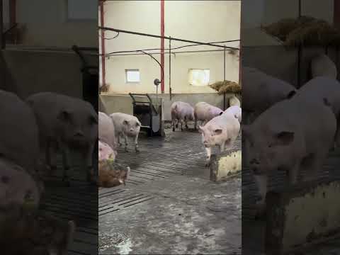 Piglet Joy Like You’ve Never Seen #EpicFarm #PigLife