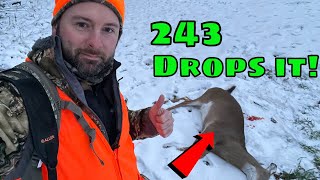 243 Rifle Deer Hunting | Deer Drops In ITS TRACKS!