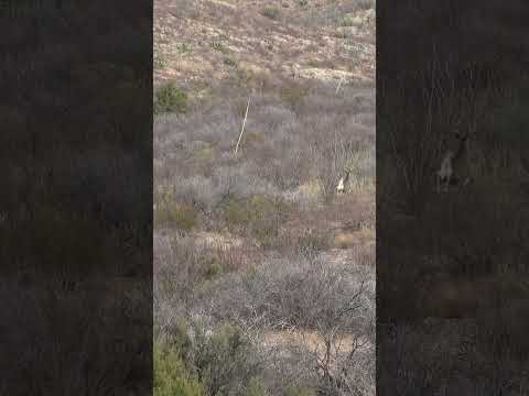 Blown stalk on a MASSIVE coues deer buck!