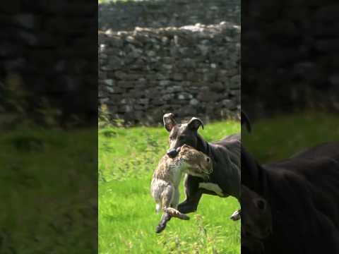 Blue 💙 #ferreting #rabbiting #hunting #lurcher #workingdogs