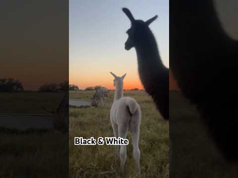 Lulu loves her sister Luna. #ranch #barnyard #barnlife #llama  #babyanimal #countrylife #texasliving