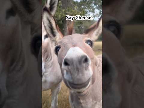 Tink loves attention. #barnyard #donkeys #ranch #farmandranch #smiles #donkeystory #funnyanimalvideo