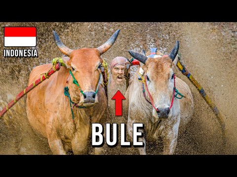 I Tried BULL RACING In Sumatra, Indonesia [Episode 24]