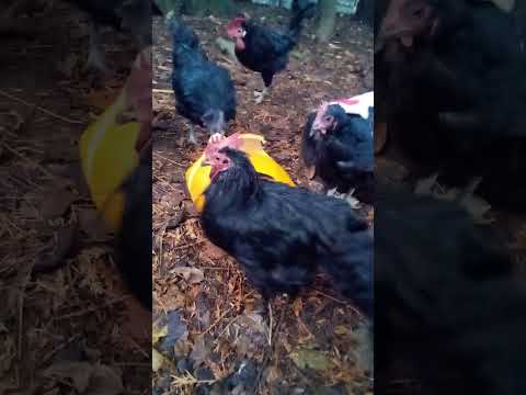 Chickens eating pumpkin