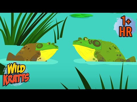 Best of Aquatic Creatures 🌊 | Deep Sea Adventures 🐙 | Wild Kratts  Wild Kratts | 9 Story Kids