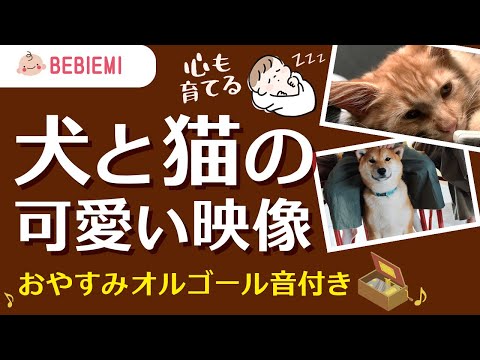 【犬と猫の可愛い映像】赤ちゃんの寝かしつけオルゴール　動物　乳児　音楽　子守歌　泣き止む　リラックス　癒し　きらきら星　幼児　喜ぶ　笑う　育脳　ペット　安心　眠る　情操教育　baby　dog cat