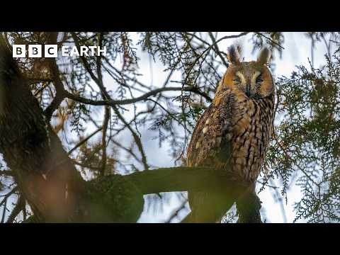 Photographing the Beautiful Birds of Europe | Framed In Nature | BBC Earth