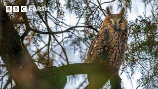 Photographing the Beautiful Birds of Europe | Framed In Nature | BBC Earth