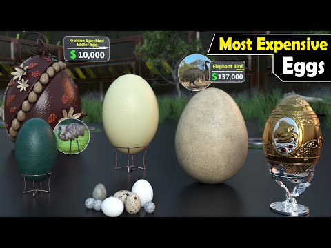 Most Expensive Eggs | Eggs price Comparison