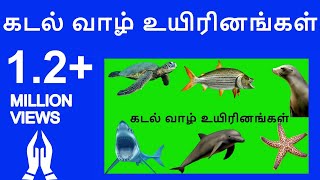 Learn Tamil sea animals names video for kids and Children| Tamil Flashcards