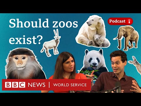 Should zoos exist? - What in the World podcast, BBC World Service