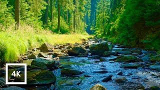 Redwoods Forest River & Birdsong | Relaxing Nature Sounds in 4K | 6 Hours