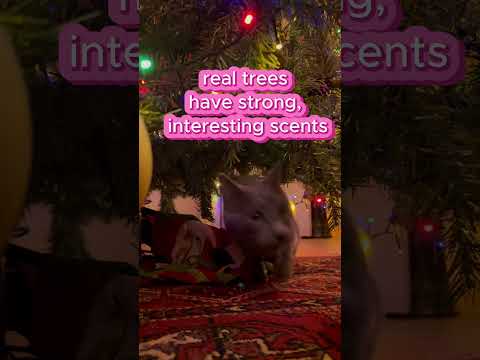 Why Do Cats Love Christmas Trees #christmas #christmas2024 #catslover #catvideo #cutecat #holidays