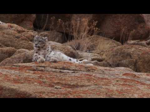 Snow Leopard, Saspotsey, Ladakh, Feb 2018.