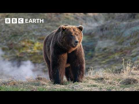 Inside the World of Bears | BBC Earth