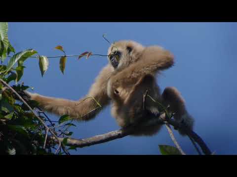 White-handed Gibbon (Hylobates lar)