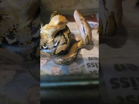 python not happy baby reticulated python