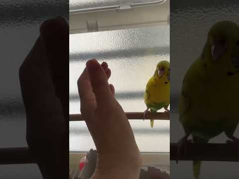 手の中に入ってくるインコのぽぽちゃん♡かわいい