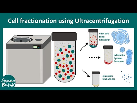 Cell fractionation | What is the objective of cell fractionation? |application of cell fractionation