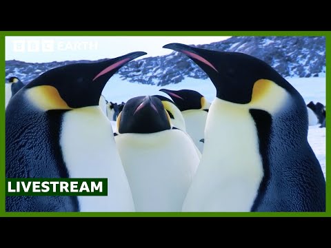 🔴 LIVE: One Hour of Love in the Animal Kingdom | BBC Earth