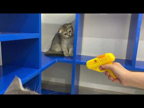 Funny cat vs new toy