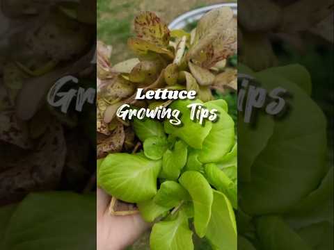 My BEST lettuce growing tips for beginners in southern gardens! #gardeningtips #lettuce