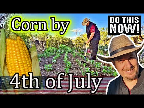 If YOU want to be HARVESTING Delicious Homegrown CORN by the 4th of July DO THIS NOW!