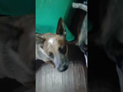 The monster under my bed #dog #doglover #pets #funny #animals #dogs #funnyvideo