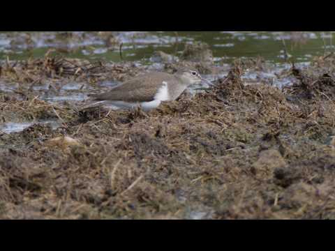 Common Sandpiper (Actitis hypoleucos)