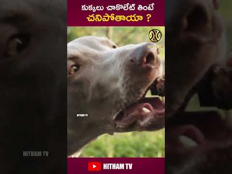 is chocolates dangerous to dogs?Telugu Facts | Daily life Facts | Top 10 Daily life Facts lHitham Tv