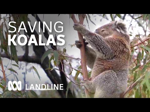 Koalas recover from Black Summer bushfires with help from canine friends | Landline | ABC Australia