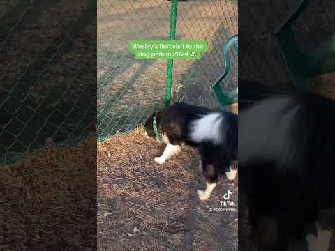 Wesley the dog visits the dog park for the first time this year! #happymoments  #rescuedog