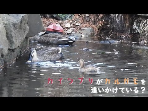 【野鳥の生態】カイツブリがカルガモを追いかけている？