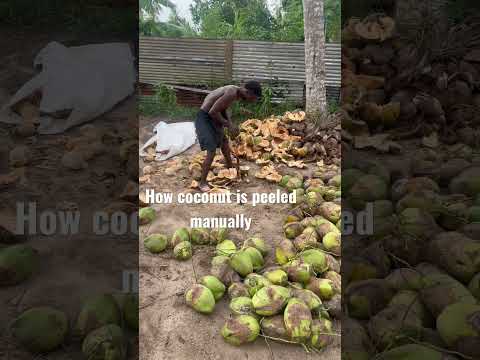 Coconut #tanzania #coconut #farming #maplefreshtz