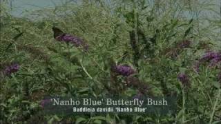 WPT The Wisconsin Gardener - Creating A Garden For Butterflies