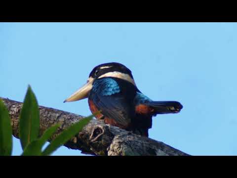 Rufous-bellied Kookaburra (Dacelo gaudichaud)