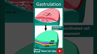 Gastrulation | 1 min dev bio