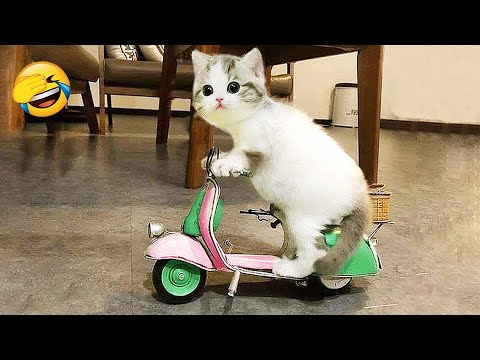 1 Hour Of Funniest Animals 😅 New Funny Cats and Dogs Videos 😸🐶 Part 17