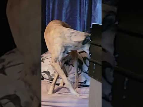 old boy has finally woke up love this pup so much miss him when he's gone please subscribe and like