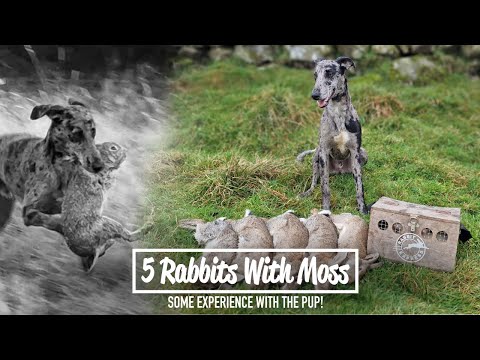 5 Rabbits With Moss - Some experience with the pup!