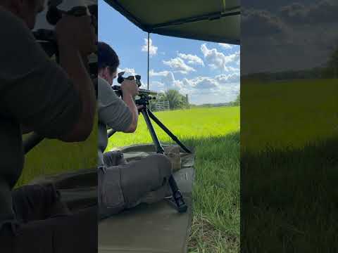 8.6BLK VS. Cicadas! Which do you think is louder? #precisionrifle #sniper