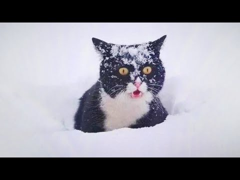 Funny Cats Discovering Snow For the FIRST TIME! Best Funny Cat Videos 2024🤣