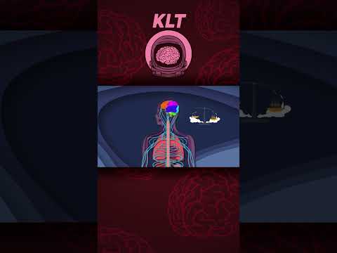 Your Brain Is Part Of The Central Nervous System! | KLT Anatomy #shorts