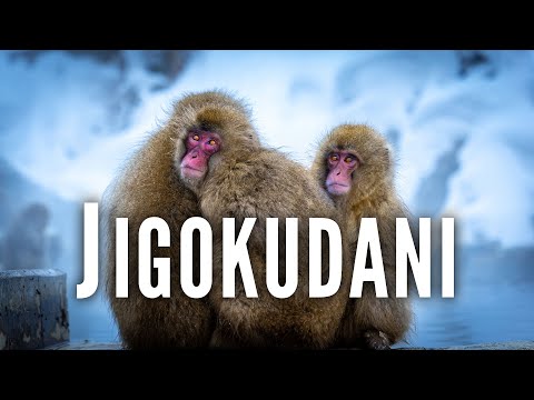 Jigokudani Yaen Koen | 4k Cinematic Cut 地獄谷野猿公苑