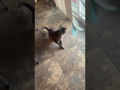 Zeus the Cat plays with a fake bird